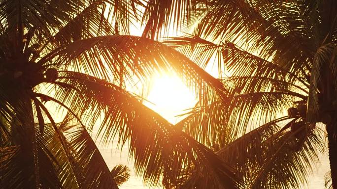 夕阳穿过树叶棕榈树。椰叶随风摇曳日出。
