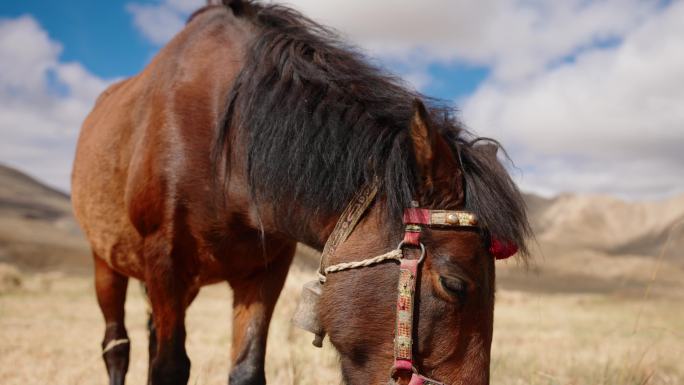 马在大草原牧场上吃草风光