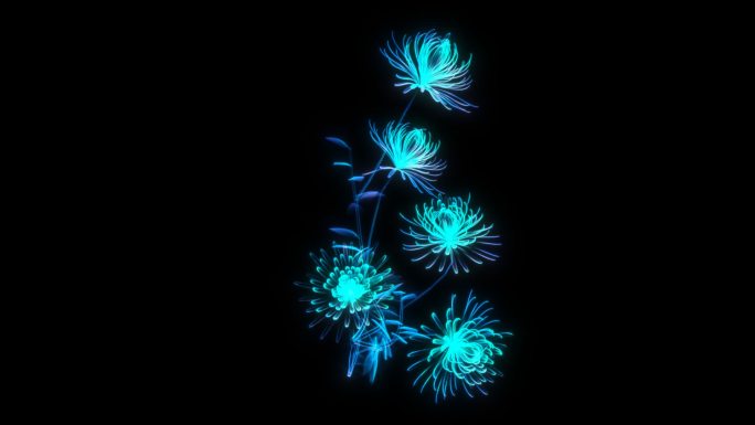蓝色发光全息菊花生长开花-带透明通道