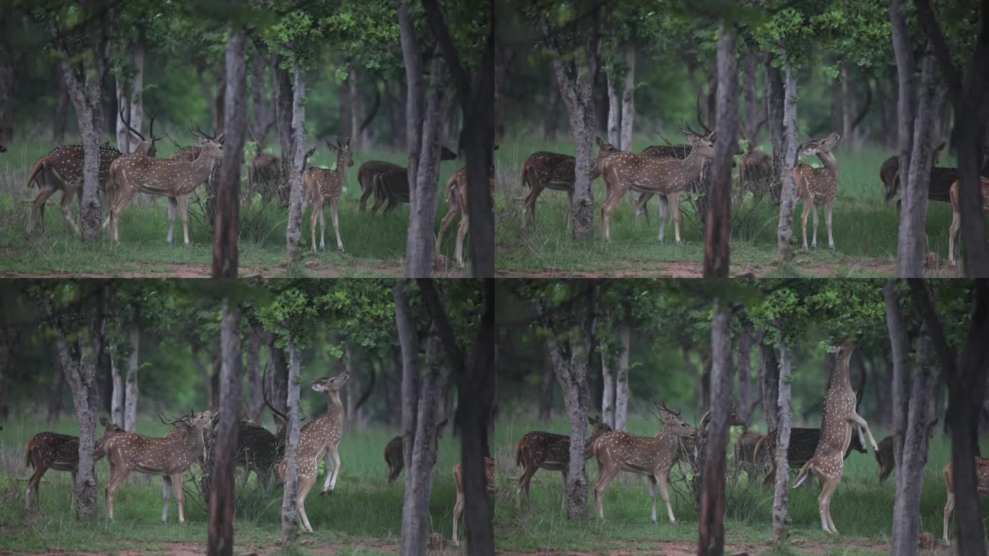 斑鹿，中轴线，鹿，鹿群，鹿群，绿草，鹿在散步，吃东西，印度中央邦Panna国家公园