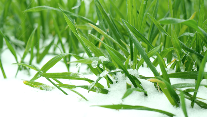 雪天麦苗冬季小麦出苗