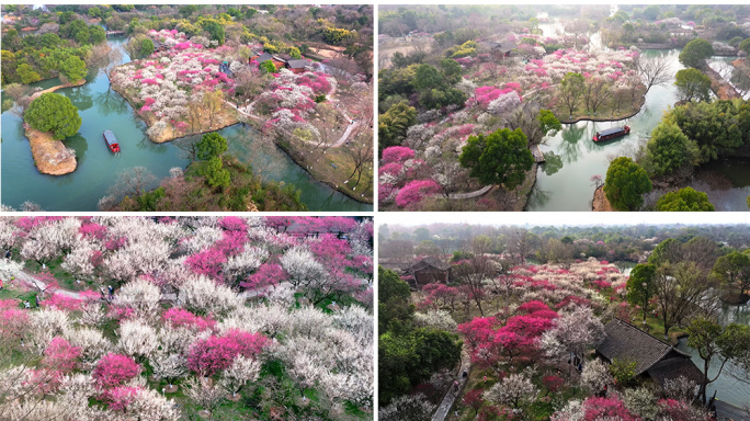 西溪湿地梅花航拍