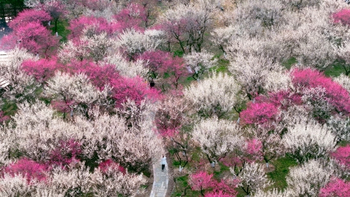 西溪湿地梅花航拍