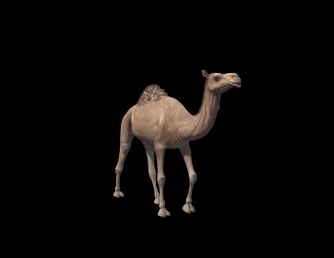 写实骆驼动画