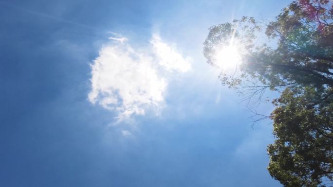 夏天阳光穿过树林唯美空镜头视频素材