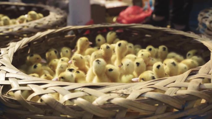 广东省 汕头市樟林古镇 刚孵出来的小鸭