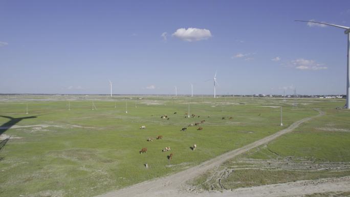 5K航拍畜牧奶牛放牧电力风车视频素材