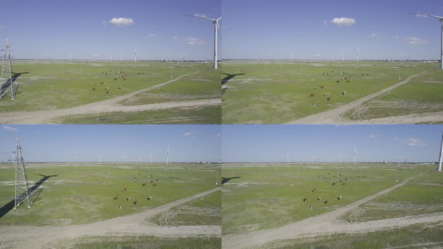 5K航拍畜牧奶牛放牧电力风车视频素材