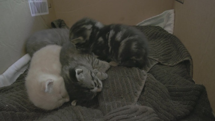 小虎斑猫靠近其他混合颜色的兄弟姐妹，蜷缩在纸箱里的窝里互相拥抱取暖