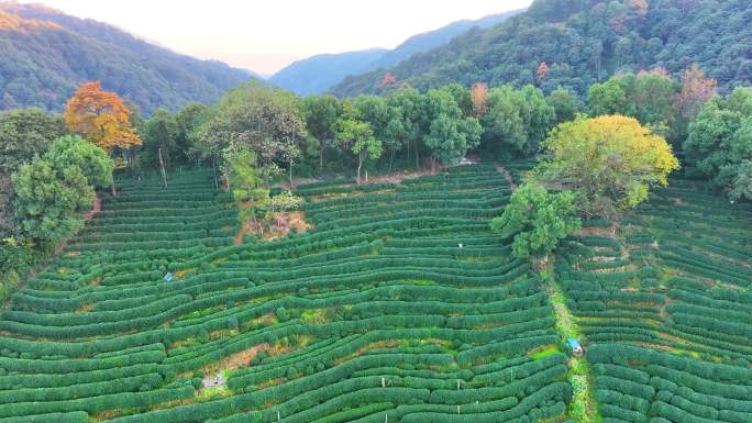 唯美杭州西湖龙井茶文化景区航拍茶园地茶叶