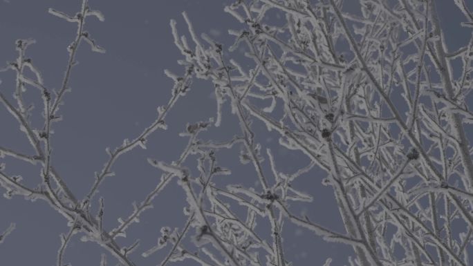 仰拍中景树枝落雪空境