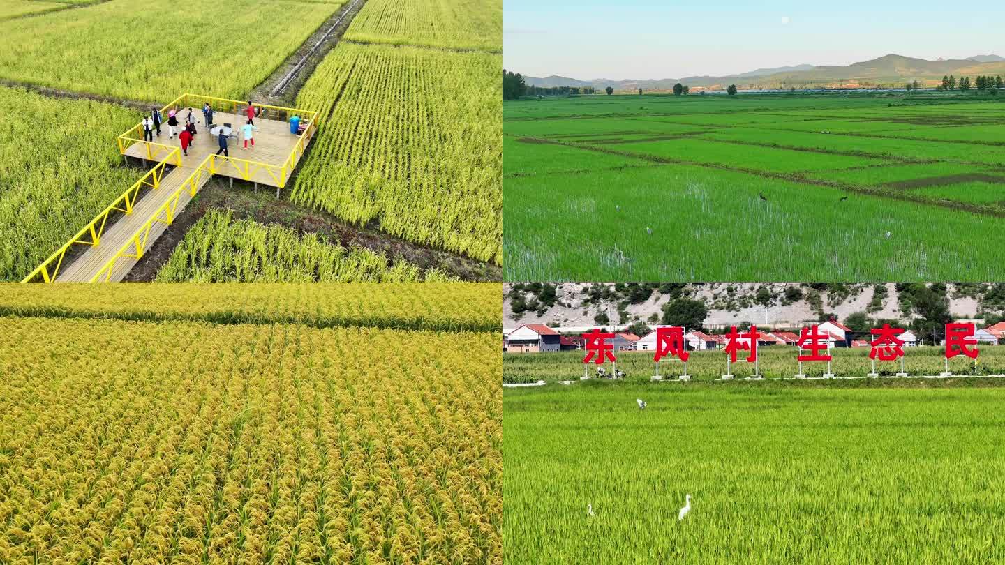 乡村振兴美丽乡村稻米种植