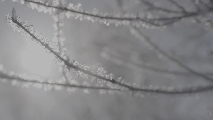 朦胧感的霜冻结冰树梢