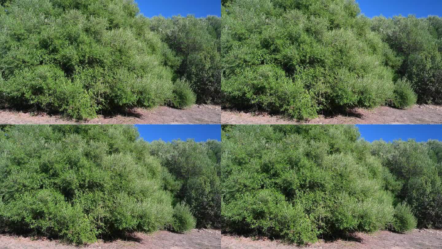千年橄榄树