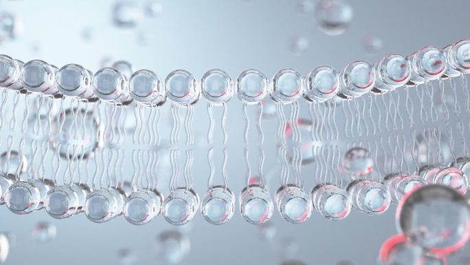水分子细胞磷脂双分子护肤品美容广告动画