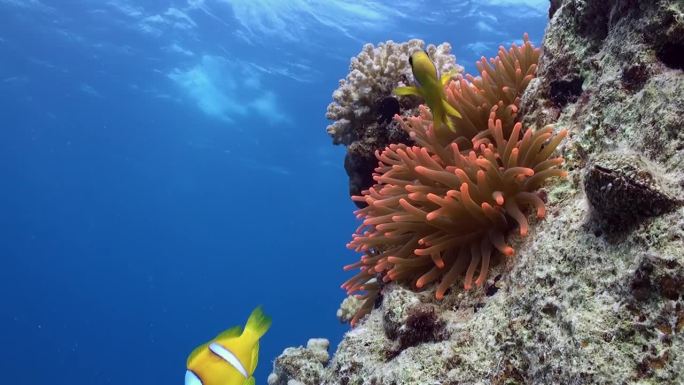 有海葵和小丑鱼的水下珊瑚礁。