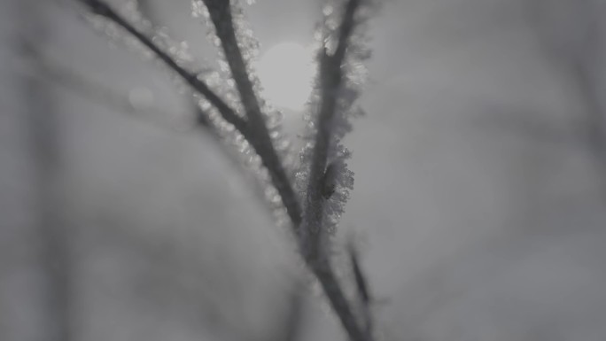 逆光大特写树枝结冰空境