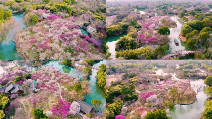 杭州西溪湿地梅花