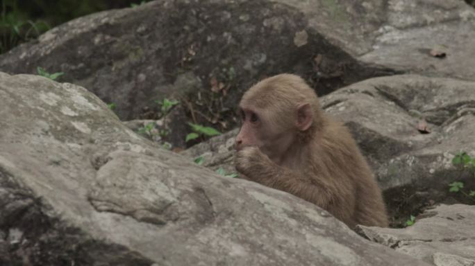 黄山短尾猴爬行升格