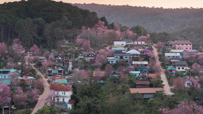 日出的观点在泰国部落村庄与野生喜马拉雅樱花盛开在班戎克拉