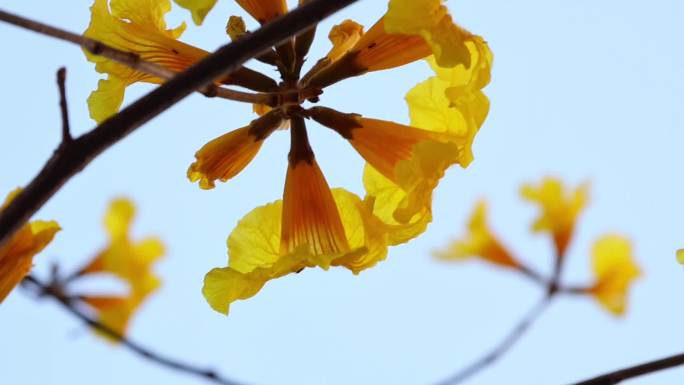 黄花风铃树