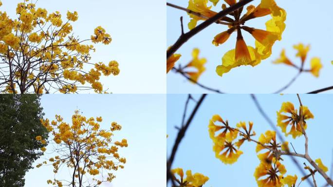 黄花风铃树