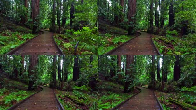 沿着木栈道漫步在穆尔森林国家纪念地红木繁茂、雾蒙蒙的森林里