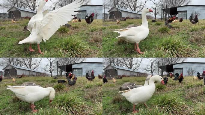 在再生农场里，一只白色的棉斑鹅扇动着翅膀，其他鹅和各种传统品种的鸡也在自由放养