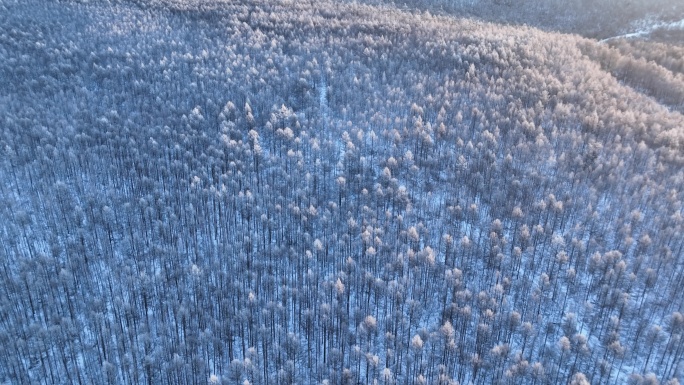 鸟瞰林海雪原雪林