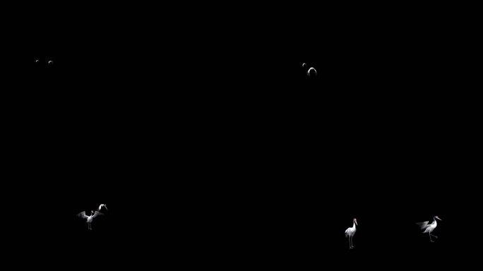 黑颈鹤飞翔动画 鹤飞翔