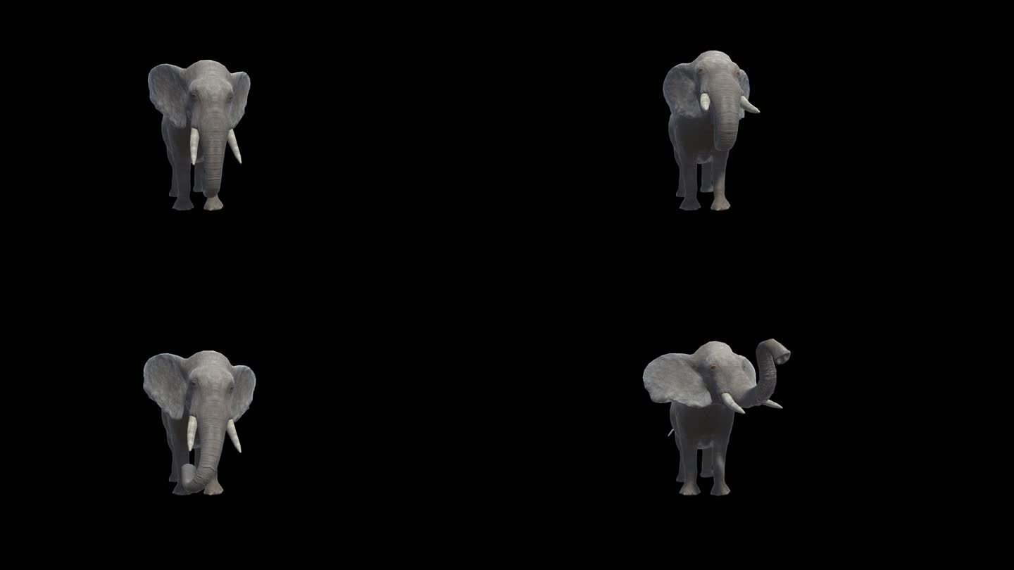 大象吸水动画