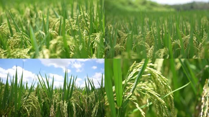 【4k】高州水稻 未成熟