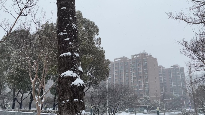 城市下大雪，道路花坛和树木上的积雪