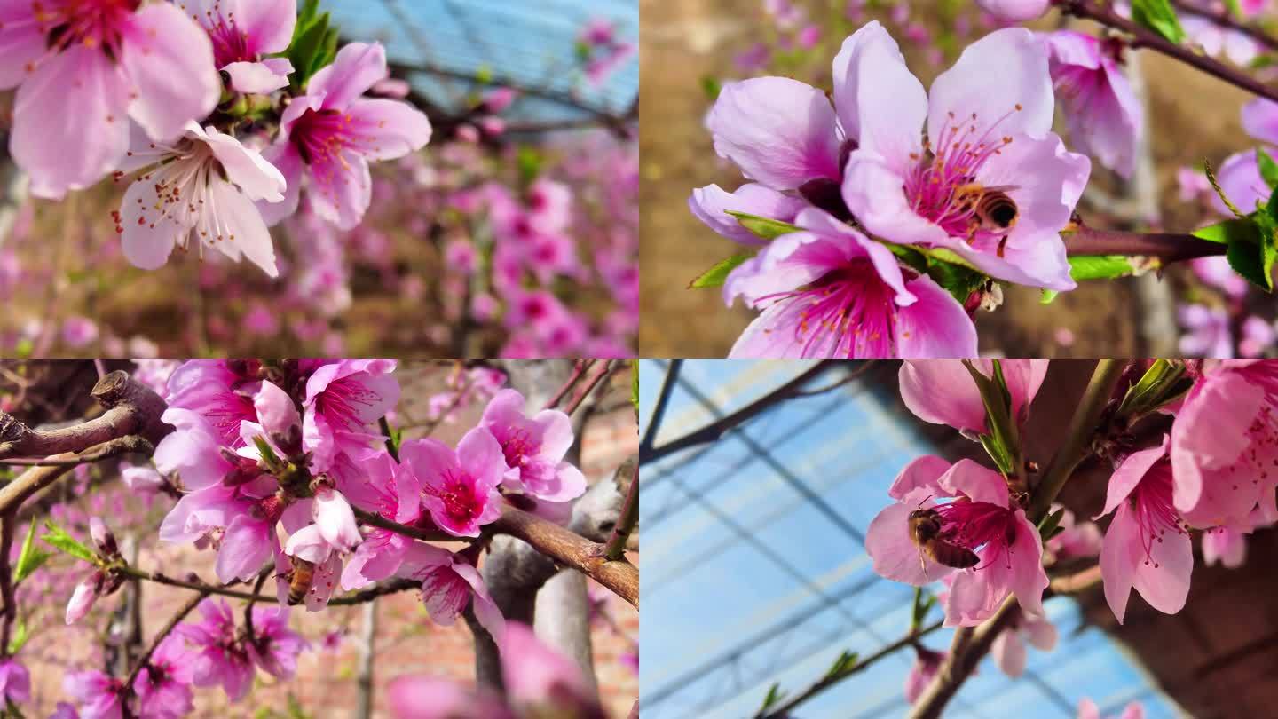 实景 盛开的桃花和穿梭花间采蜜的蜜蜂