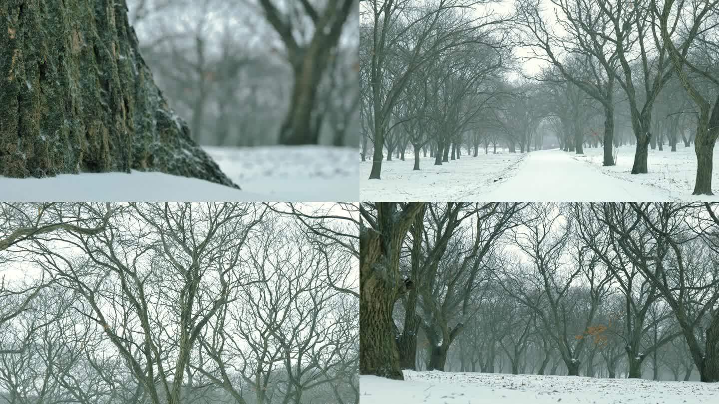 雪天树林