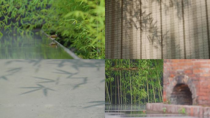 梦幻意境竹林竹影园林花园春天雨水风吹树叶