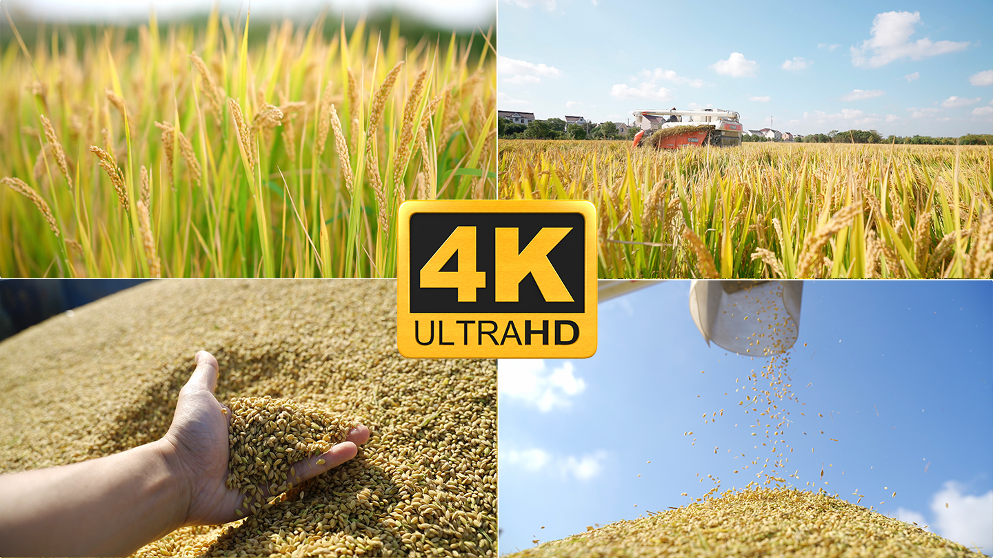 4K-水稻农业大米丰收粮食稻谷稻田收割机
