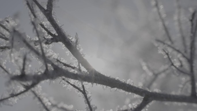 吃光仰拍霜冻结冰的树枝