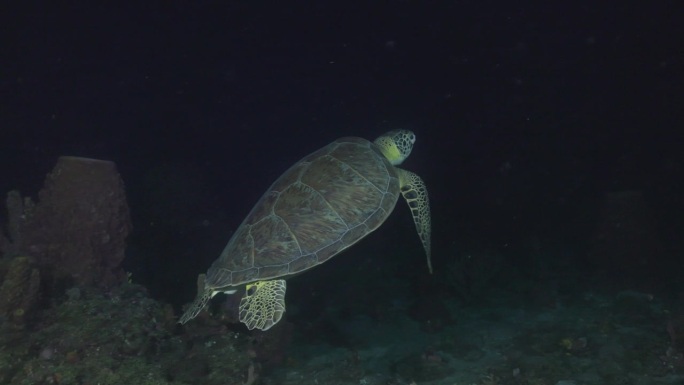 一只绿海龟在夜间潜水时从镜头前游开。在佳能R5上以4K拍摄。