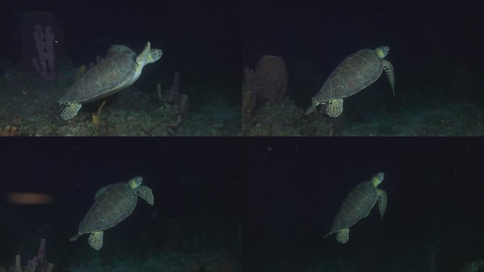 一只绿海龟在夜间潜水时从镜头前游开。在佳能R5上以4K拍摄。