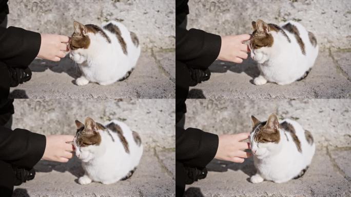 一个人的手轻轻地抚摸着一只心满意足的虎斑猫，它在石板路上晒太阳。