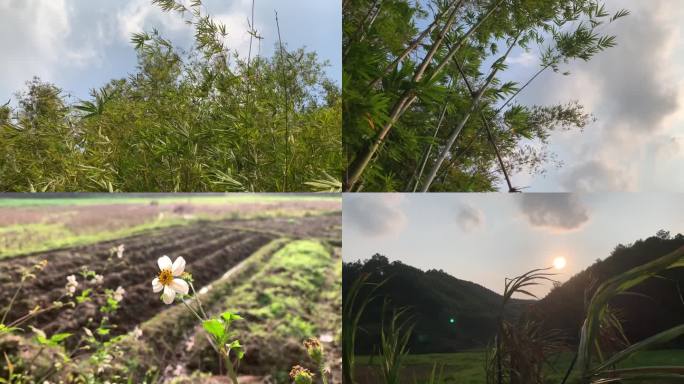 田间竹林 乡下野花 夕阳暖风