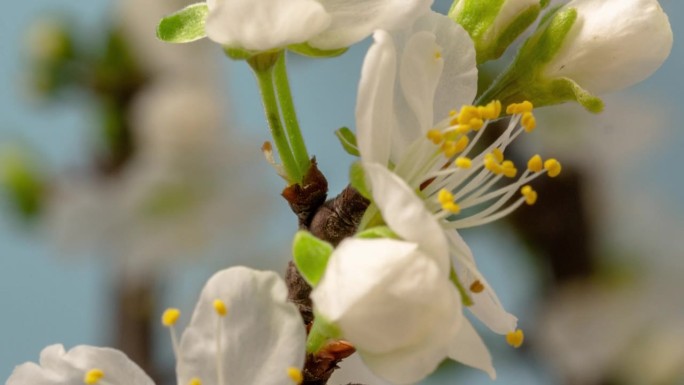 4k延时拍摄的梅树花朵绽放，缩小并在蓝色背景上生长。盛开的小白李花。