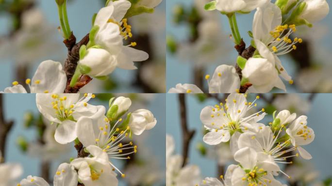 4k延时拍摄的梅树花朵绽放，缩小并在蓝色背景上生长。盛开的小白李花。