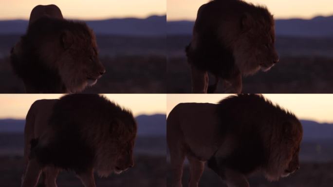狮子舔了舔嘴唇，吸了口气，在早晨寒冷的空气中站了起来