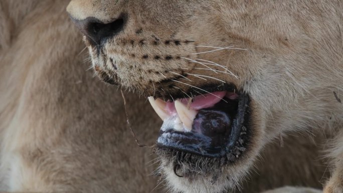 母狮张开嘴呼吸，露出毒牙和舌头。-特写镜头