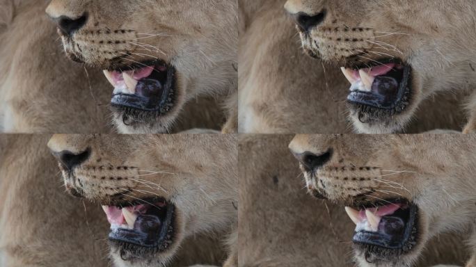 母狮张开嘴呼吸，露出毒牙和舌头。-特写镜头