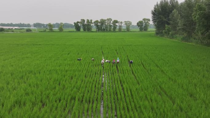 农民在水稻田地劳动航拍