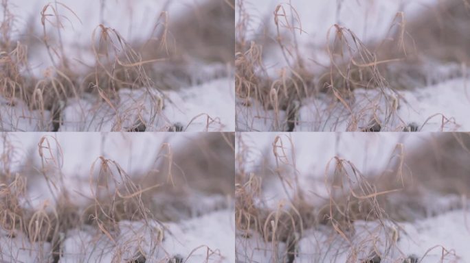 风吹在雪景中的干草上。特写镜头
