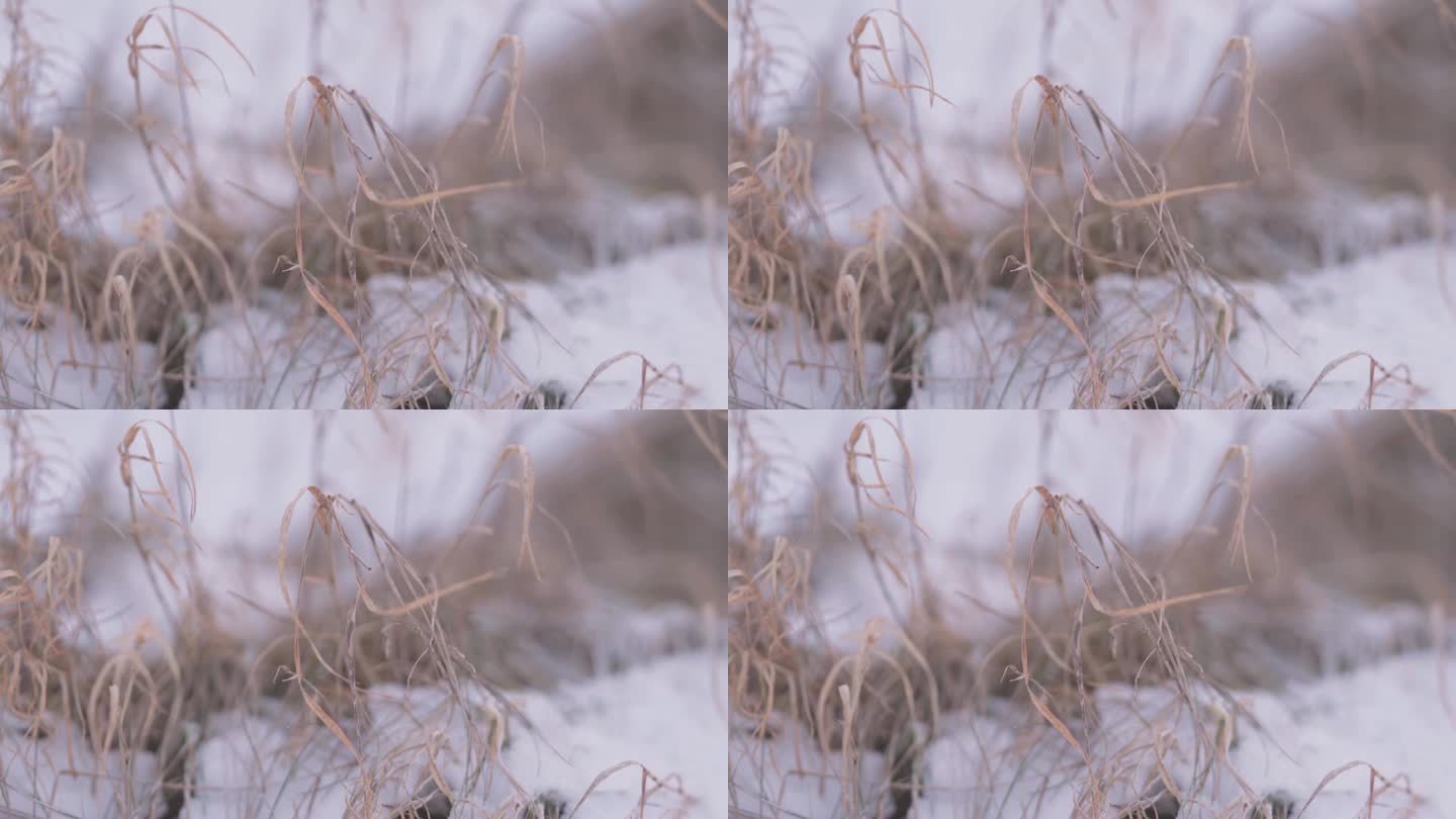 风吹在雪景中的干草上。特写镜头